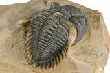 Chocolate-Brown Metacanthina Trilobite - Lghaft, Morocco #368582-5